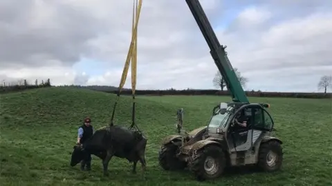 Bodmin Fire Station Cow being rescued from slurry pit in Burlawn, Cornwall