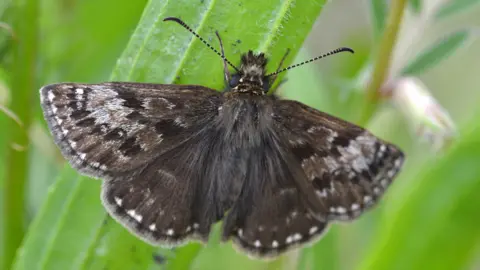 Liam Olds Dingy skipper