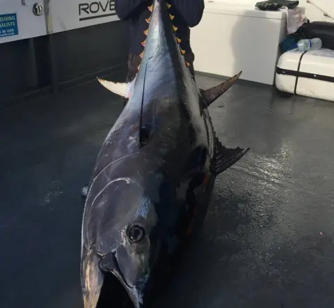 Gavin Davies Giant tuna caught off the coast of Pembrokeshire