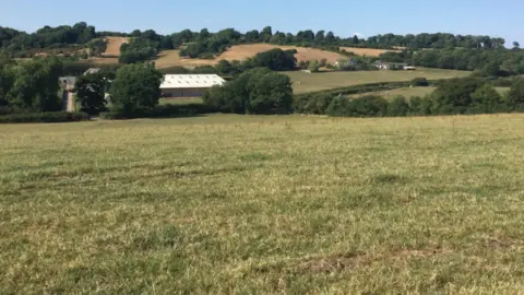 Abi Reader dried grass July 2018