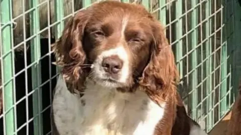 Police Scotland Stolen dog