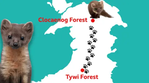 Getty Images A graphic showing the journey taken by number three the pine marten