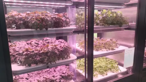 Hydroponically grown salads