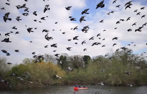 Aaron Chown/PA Media Pigeons flying over people on Finsbury Park boating lake in London