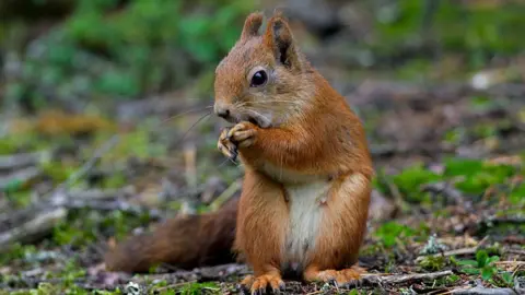 Getty Images Red Squirrel