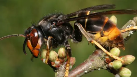States of Jersey Asian hornet