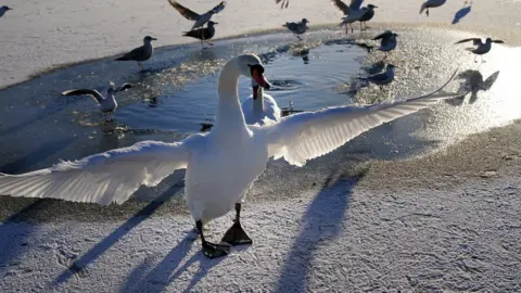 PA Media Swans and seagulls on a frozen Tynemouth boating lake