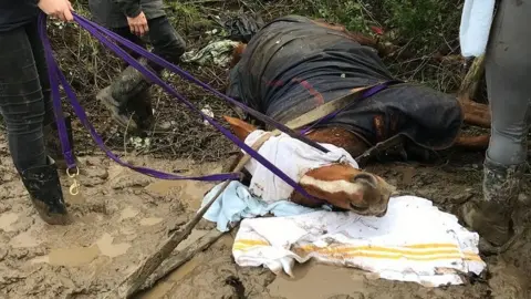 RSPCA Cymru  The horse lying down