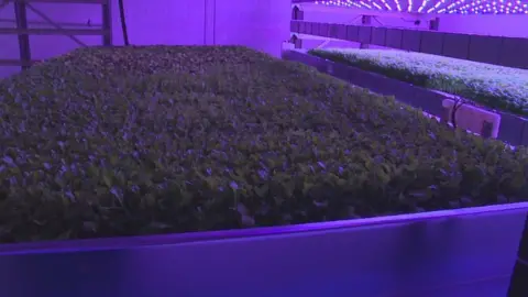 Basil growing in vertical farm