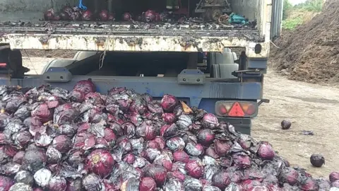 JS Global Rotten cabbages