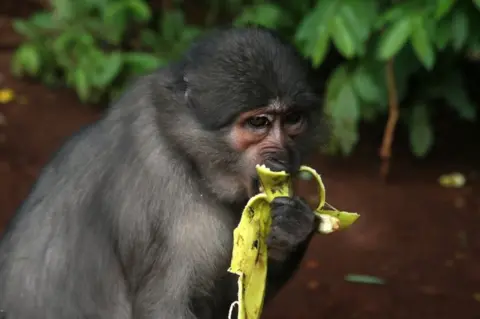 LEGNAN KOULA/EPA A monkey near the sacred forest of Gbeupleu, in the town of Man, Ivory Coast. The sacred forest of Gbepleu is home to Campbell's monkeys, a species considered sacred and thought to be the descendants of humans who transformed into primates to escape colonisers, according to legends. These sacred monkeys along with the sacred forest contribute to ecotourism in the city of Man and although visiting the wooded sanctuary where these monkeys live is strictly prohibited, tourists can stop along the roadside of the sanctuary to see them.