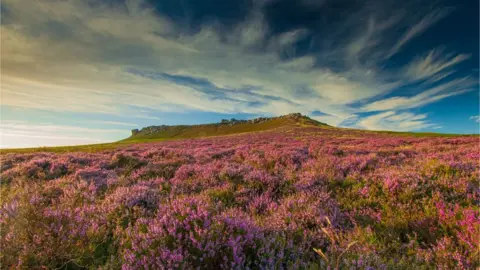 James Lowery Heather in the Peak District