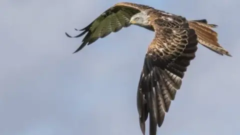 Getty Images Red Kite