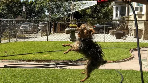 Getty Images A homeowner waters the front lawn at his home on St. Louis St. in Boyle Heights. His dog Bandit is happy.