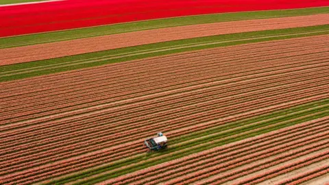 Getty Images Tulips in bloom in Magdeburg, Germany