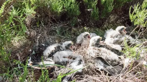 National Trust Hen harrier chicks