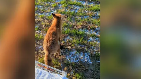 RSPCA Fox being released