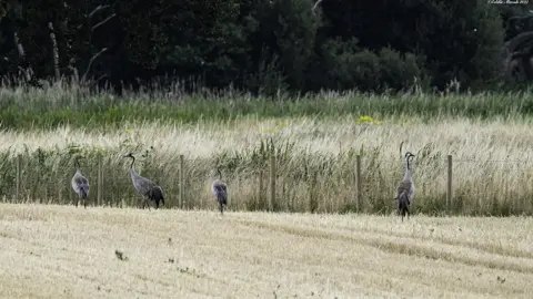 Eddie Marsh Crane adults and chicks at RSPB Snape Wetlands