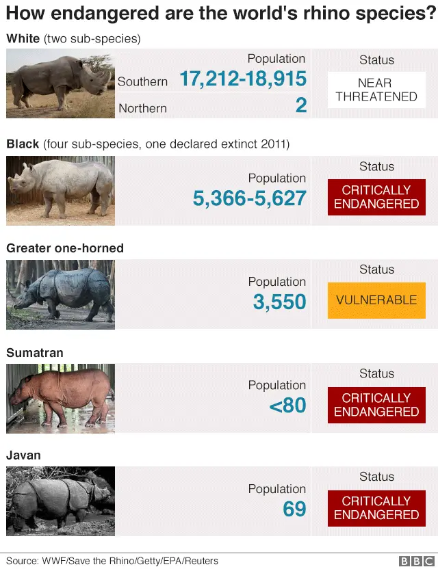 Chart on endangered rhinos