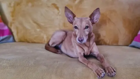 Libby Bowles Pip the dog sits on a sofa