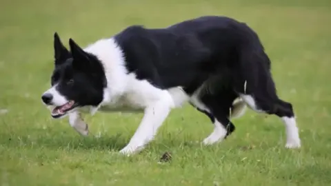 Bellis Media North Wales Elan Valley Sally