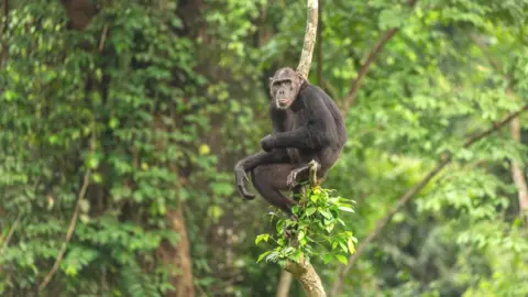 Jonathan Mbu Nigeria-Cameroon chimp