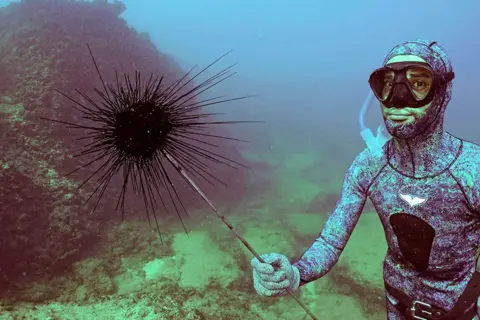 Ibrahim Chalhoub / AFP A freediver collects a sea urchin off the shore of Lebanon's northern coastal city of Batroun on 24 July 2022