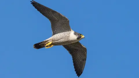 Simon Stirrup Ely Cathedral peregrine falcons