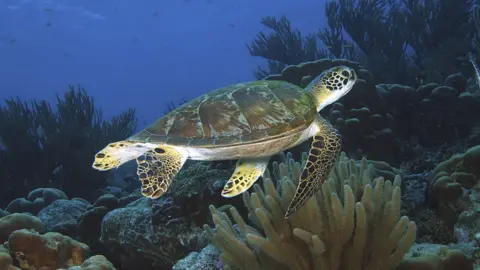 Getty Images Turtle swimming over a coral reef