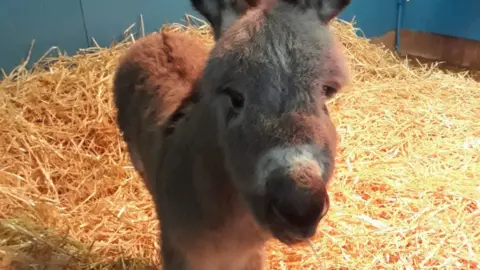 The Donkey Sanctuary Sam the foal at one week old