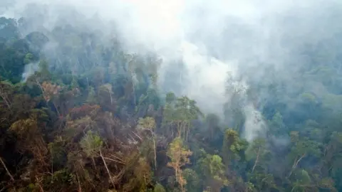 PA Undated handout photo issued by Greenpeace taken from drone footage of smoke from smouldering peat land fires rising through trees in forest and orang-utan habitat near a PT Artu Energi Resourses concession in Ketapang, West Kalimantan