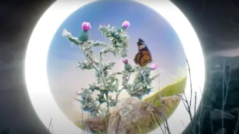 Scottish government Butterfly on thistle - still image from video