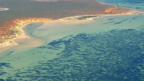 Angela Rossen A birds eye image of a massive seagrass plant off the coast of Western Australia