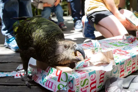 Getty Images A kea parrot rips open its wrapped box of Christmas treats