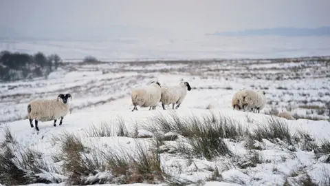 Getty Images Luss sheep
