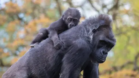 Jordan Jones/Bristol Zoo Gardens Infant gorilla Hasani with surrogate mum Kera at Bristol Zoo Gardens