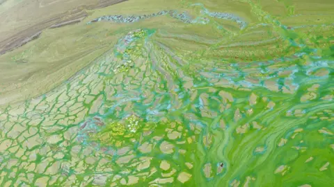 Getty Images phytoplankton