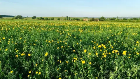 Cuxham in Bloom Wildflowers in the fields and alongside the Marlbrook chalk stream, Cuxham