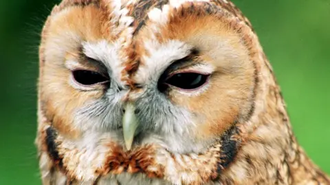 Tawny Owl