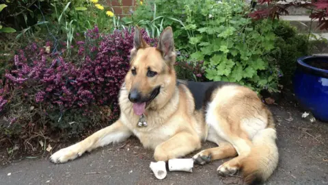 40 Years as a Guide Dog Owner.