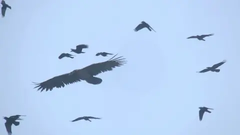 Mark Hawkes @GrafhamWBirder Still shot of the vulture