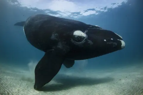 Richard Robinson Side profile of a whale gazing into camera