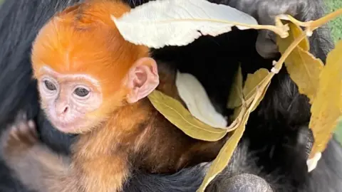 Baby Francoi langur with bright orange fur.
