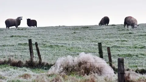 PAcemaker Sheep in a frosty field