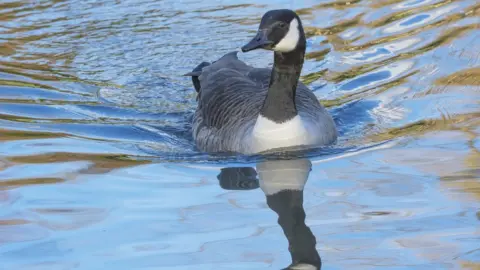 Getty Images Canada goose (generic image)