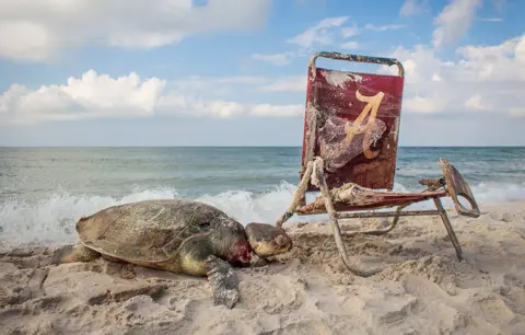 Matthew Ware/WPY2019 Turtle