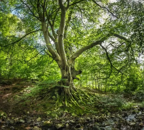 Woodland Trust Beech Wales