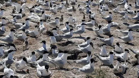 Paul Morrison Sandwich terns on Coquet Island