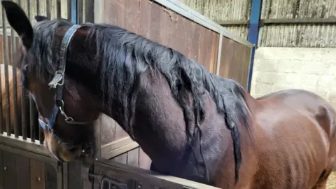 RSPCA A pic of an emaciated horse with matted mane