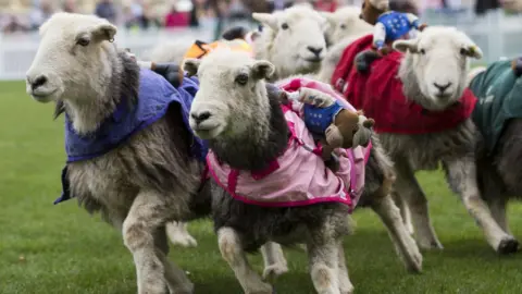 Tristan Fewings/Getty Images Sheep racing